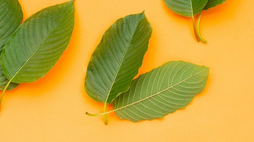 Kratom-Blätter liegen auf einem orangefarbenen Hintergrund.